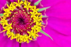 Makro gelbes Fruchtblatt auf rosa Blütenblättern foto