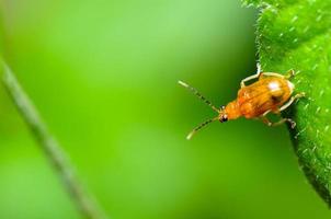 Kürbisblattkäfer oder Aulacophora indica foto