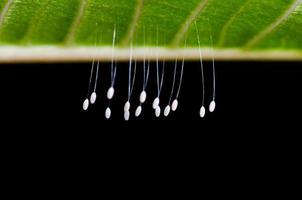 Eier der grünen Florfliege foto