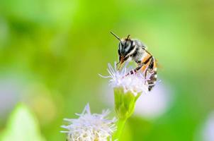 kleine Bienen sind saubere Beine und Mund foto