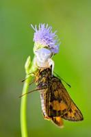 weiße Krabbenspinne auf Blume foto