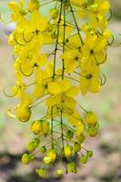 spülende Cassia- oder Ratchaphruek-Blüten, Cassis-Fistel foto