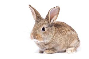 graues, flauschiges Kaninchen, das auf das Schild schaut. isoliert auf weißem Hintergrund. Osterhase foto