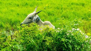 Kühe entspannen sich auf grünem Gras foto