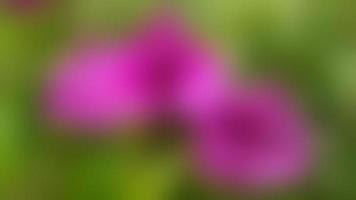 defokussierte schöne und atemberaubende rosafarbene Bougainvillea-Blüten foto