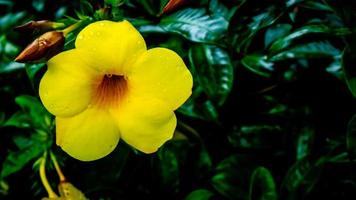 eine schöne gelbe Allamanda-Cathartica-Blume foto