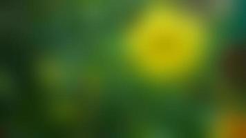 defokussierte schöne und atemberaubende gelbe Allamanda-Cathartica-Blume foto