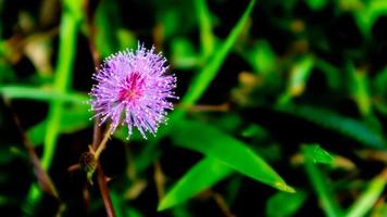 schöne rosa blumen im grünen gras foto