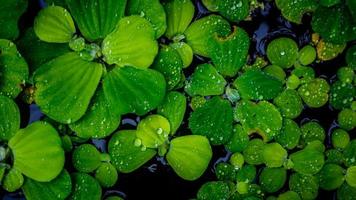 Pistia-Stratiotes-Pflanzen, die auf dem Wasser schwimmen foto