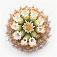 Draufsicht der Saguaro-Kaktusblüte, isoliert auf weißem Hintergrund, geeignet für den Einsatz auf Valentinstagskarten. foto