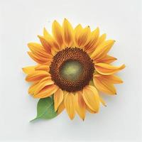 Ansicht von oben eine Sonnenblume isoliert auf weißem Hintergrund, geeignet für den Einsatz auf Valentinstagskarten foto