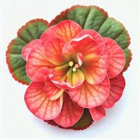 Ansicht von oben eine Begonia-Blume isoliert auf weißem Hintergrund, geeignet für den Einsatz auf Valentinstagskarten foto