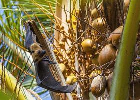 Porträt eines fliegenden Fuchses, der tagsüber in einer Palme auf den Malediven hängt foto