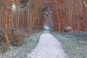 Bild eines Fußwegs durch einen winterlichen Wald foto