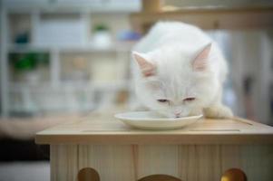 Perserkatze eine der beliebtesten attraktiven Katzenrassen. foto