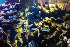 glänzende fische im aquarium foto