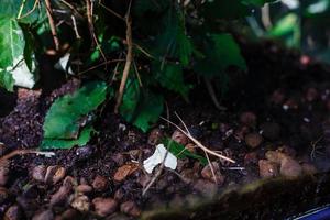 Spazierstockinsekt oder Phasmiden, auch bekannt als Stabinsekten, Stockwanzen, Spazierstöcke, Insektenstöcke oder Geisterinsekten. selektiver fokus, unscharfer hintergrund mit kopienraum foto