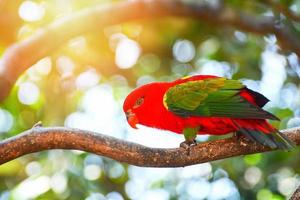 Chattering Lory Papagei stehend auf Ast Baum nuture grüner Hintergrund - foto