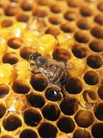 Biene und Hexzagon halten voller Honig