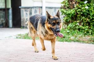 ein langhaariger deutscher schäferhund im hof foto