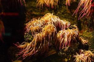 kleine bunte fische, helles korallenriff im aquarium. Unterwasserleben. foto