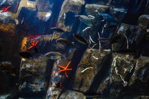 kleine bunte fische, helles korallenriff im aquarium. Unterwasserleben. foto