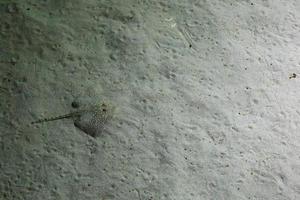 Schlittschuhlaufen im seichten Wasser, Stachelrochen im Aquarium foto