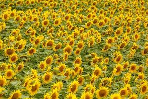 Landschaft mit Sonnenblumenfeldern. Feld der blühenden Sonnenblumen auf einem Hintergrundsonnenuntergang. natürlicher hintergrund der sonnenblume, blühende sonnenblume foto
