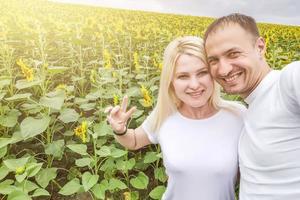 wir haben dieses riesige Sonnenblumenfeld angebaut foto