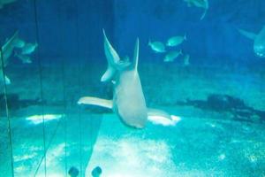 Hai-Silhouette unter Wasser. Gefahrenkonzept foto