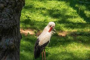 europäischer storch, ciconia ciconia, in natürlicher umgebung, frühsommer. foto