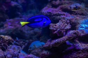 verschiedene tropische fische unter wasser foto