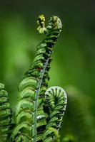 grüner Fiddlehead-Farn foto