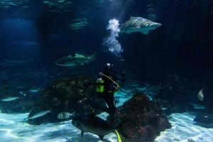 verschiedene tropische fische unter wasser foto