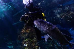 verschiedene tropische fische unter wasser foto