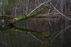 kleiner Waldfluss foto