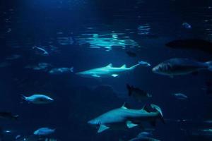 verschiedene tropische fische unter wasser foto