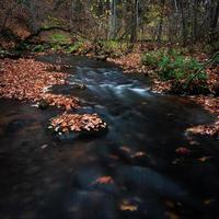 kleiner Waldfluss mit Steinen foto