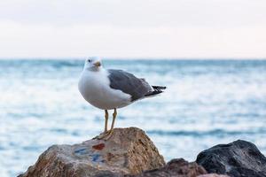 gelbbeinige Möwe foto