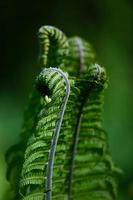 grüner Fiddlehead-Farn foto