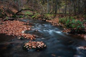 kleiner Waldfluss foto