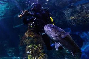 verschiedene tropische fische unter wasser foto