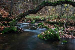 kleiner Waldfluss mit Steinen foto