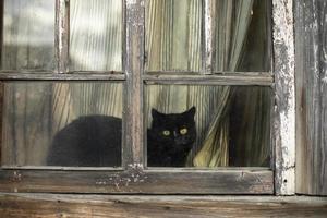 Schwarze Katze hinter Glas. Katze schaut aus dem Fenster. Haustier im alten Haus. foto