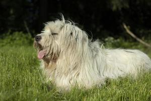 Hund liegt auf Gras. langer Mantel. weißer Hund auf der Straße. foto