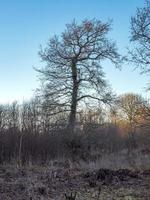 Kahler Baum in einer frostigen Landschaft mit blauem Himmel foto