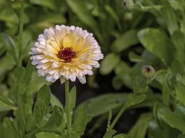 Nahaufnahme einer Calendula-Ringelblume, Vielzahl pazifischer Aprikosenschönheit foto