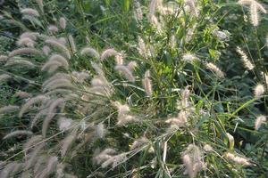 Grasblumen auf der Wiese gegen grüne Bäume bei Tageslicht foto