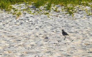 Strandläufer Schnepfen Strandläufer Vogel Vögel essen Sargazo am Strand von Mexiko. foto
