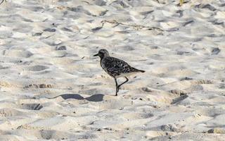 Strandläufer Schnepfen Strandläufer Vogel Vögel essen Sargazo am Strand von Mexiko. foto